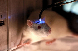 Опиоидная зависимость навсегда меняет мозг крыс